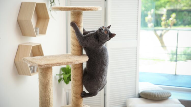 Un estudio lo confirma: los gatos domésticos "pueden representar una amenaza" y estos son los sorprendentes motivos 1 Los gatos domésticos "pueden representar una amenaza"