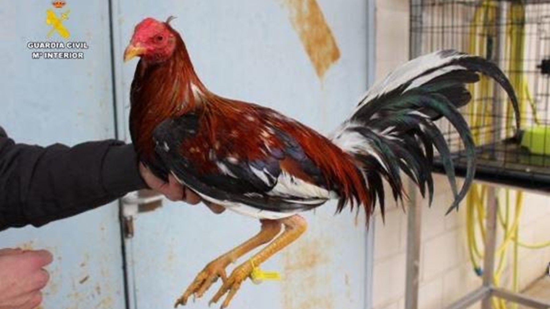 gallos combatientes, Guardia Civil